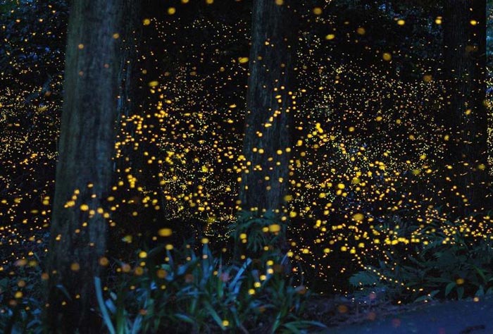 kampung-kuantan-fireflies-park1.jpg