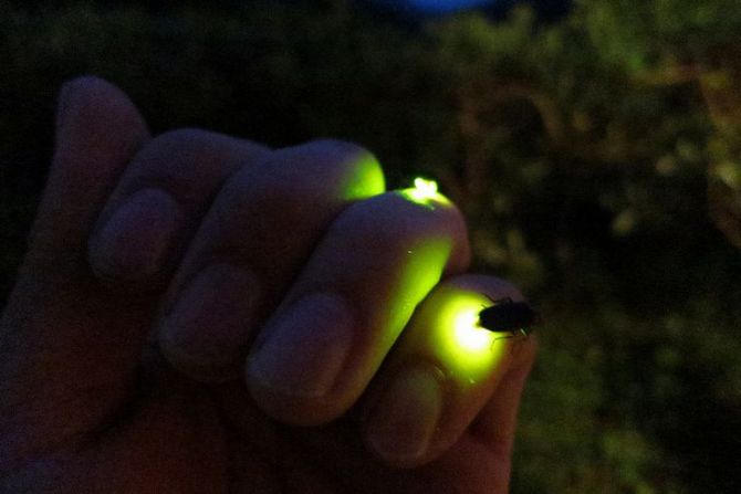 kampung-kuantan-fireflies-park3.jpg